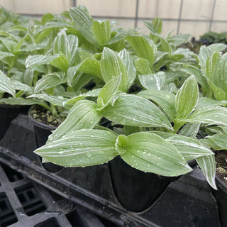 Tradescantia White Zebra - 4" Live Plant