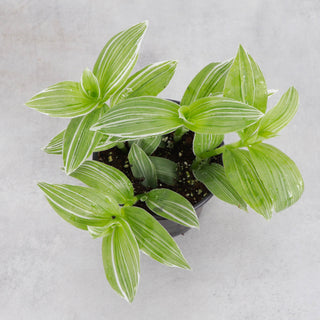 Tradescantia White Zebra - 4" Live Plant