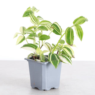 Tradescantia White Stripe - 3" Live Plant