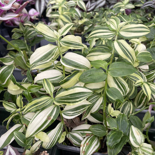 Tradescantia White Stripe - 3" Live Plant