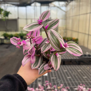 Tradescantia Nanouk - Live Plant