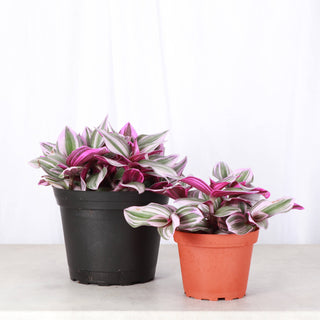 Tradescantia Nanouk - Live Plant