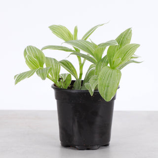 Tradescantia White Zebra - 4" Live Plant