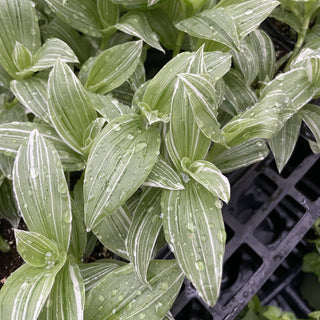Tradescantia White Zebra - 4" Live Plant