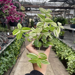 Tradescantia White Stripe - 3" Live Plant