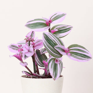 Tradescantia Nanouk - Live Plant