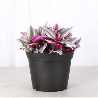 Tradescantia Nanouk - Live Plant