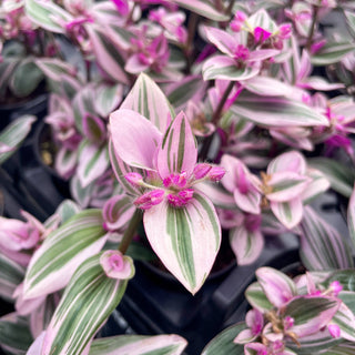 Tradescantia Nanouk - Live Plant