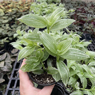 Tradescantia White Zebra - 4" Live Plant